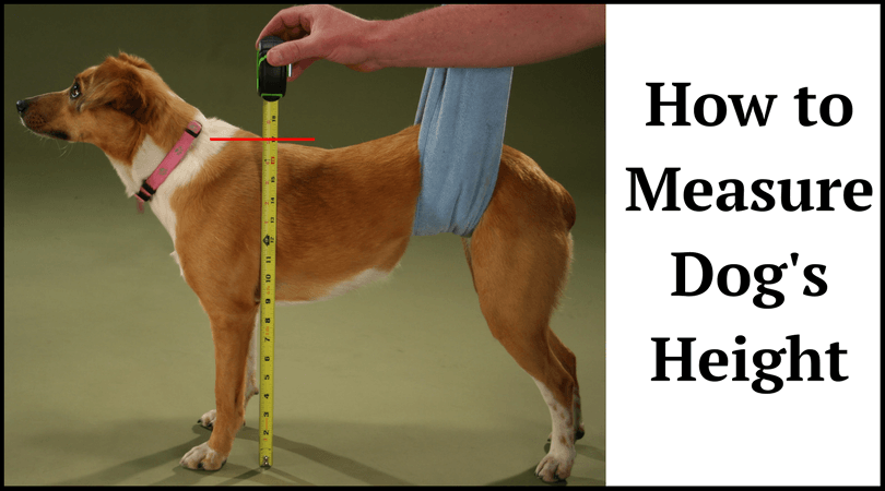 How-to-Measure-a-Dogs-Height-1