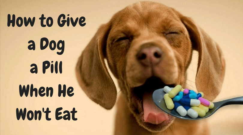 How to Give a Dog a Pill When He Won’t Eat