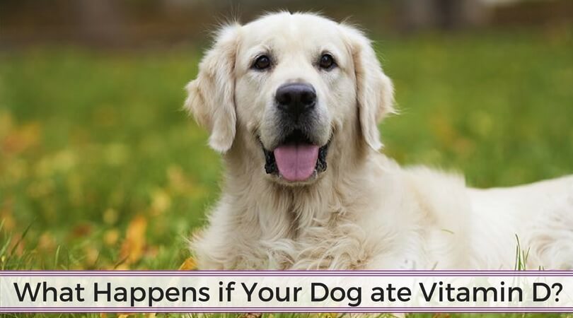 What Happens if Your Dog ate Vitamin D_
