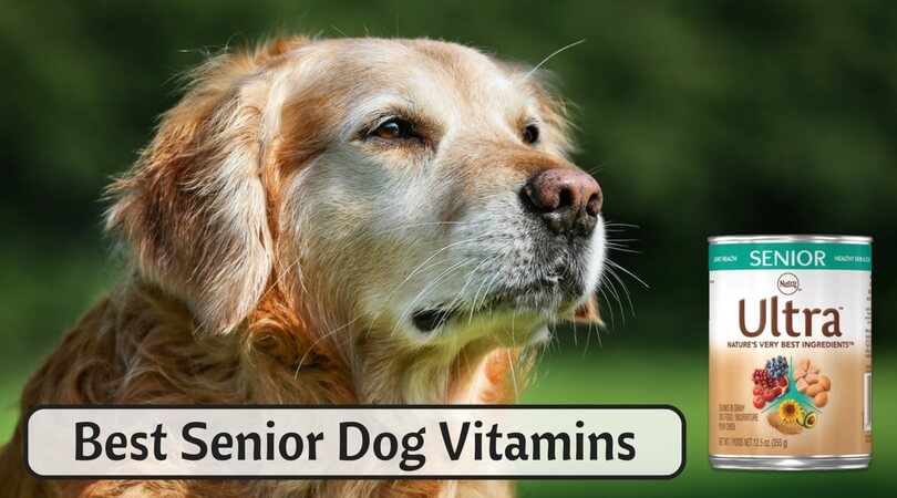 Best Senior Dog Vitamins