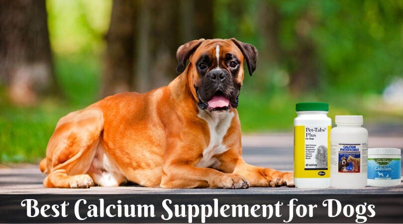 Best Calcium Supplement for Dog