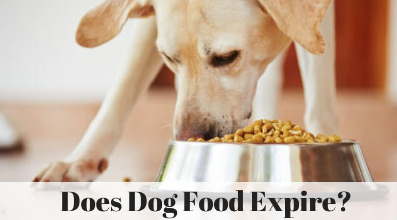 Does Dog Food Expire_