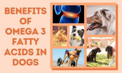 Benefits of Omega 3 Fatty Acids in Dogs