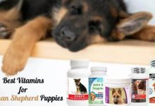 Best Vitamins for German Shepherd Puppies