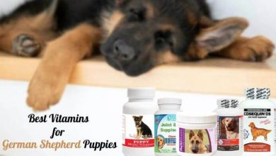 Best Vitamins for German Shepherd Puppies