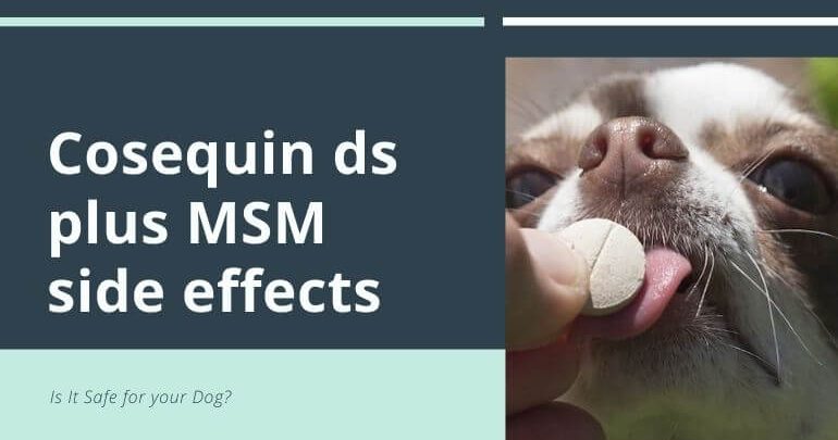 Cosequin ds plus MSM side effects
