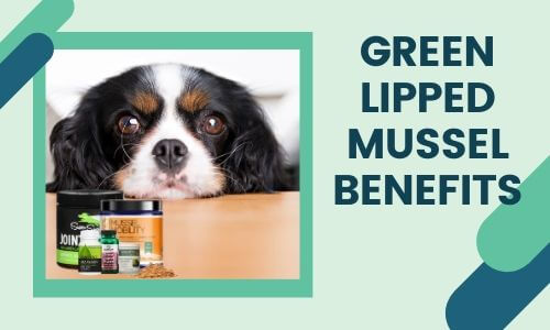 Green Lipped Mussel Benefits