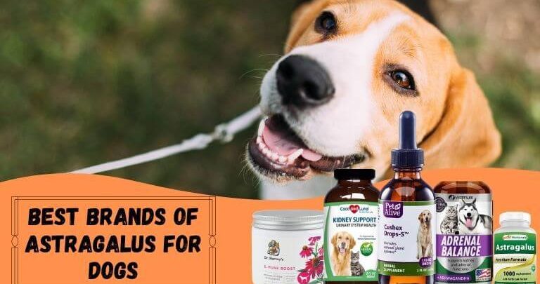 Best Brands of Astragalus for Dogs