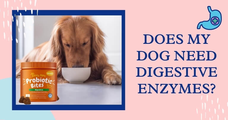 Does My Dog Need Digestive Enzymes