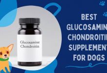 Best Glucosamine Chondroitin Supplement for Dogs