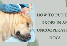 How to put ear drops in an uncooperative dog