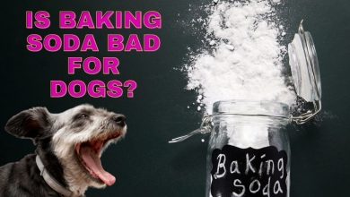 Is Baking Soda Bad For Dogs