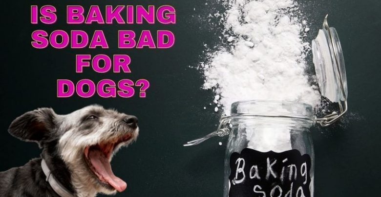 Is Baking Soda Bad For Dogs
